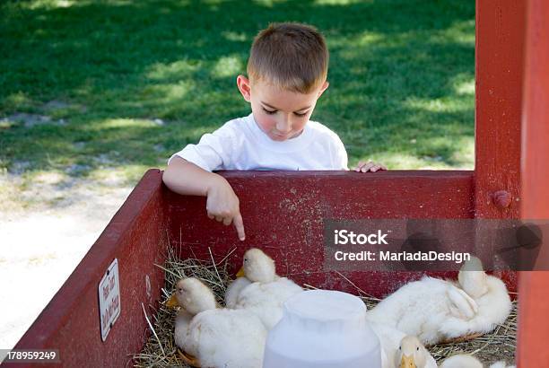 Foto de Menino No Zoológico e mais fotos de stock de Zoológico de animais domésticos - Zoológico de animais domésticos, 2-3 Anos, Aluno de Jardim de Infância