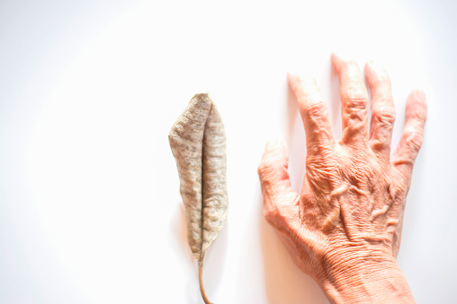 The rough hands of the old man, compared to the dry leaves on the white background with space