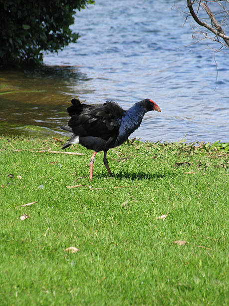 Pukeko 스톡 사진