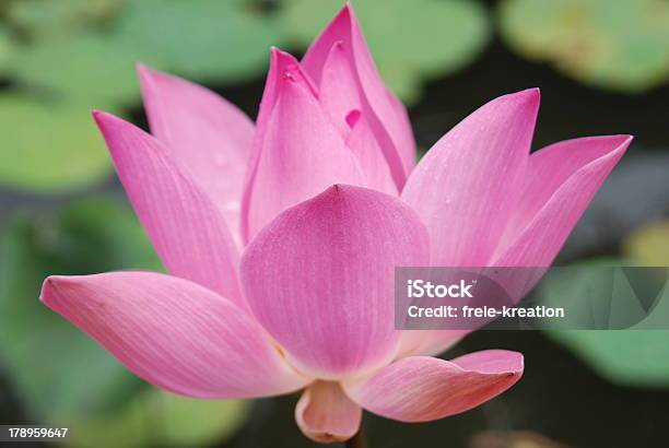 Lotus Вода Lily — стоковые фотографии и другие картинки Без людей - Без людей, Буддизм, Вдохновение