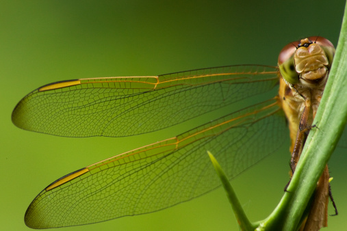 Dragonfly peeking at camera from behind branch