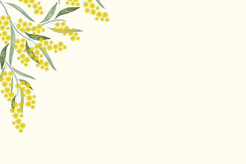 Australia flower golden wattle (Acacia pycnantha Benth) Australia's national floral emblem background border frame banner. Vector illustration