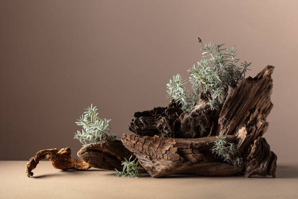 istock Nature scene with a composition of lavender and dry snags. 1789602253