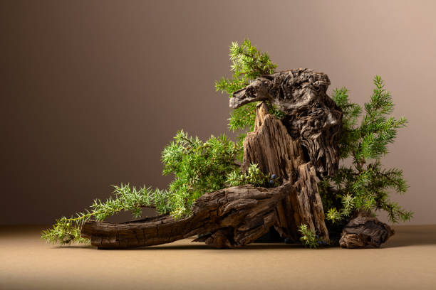 istock Abstract nature scene with a composition of juniper and dry snags. 1789602737