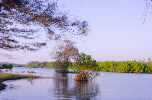 istock Backwaters at Battapady, near Mangalore 1789606724