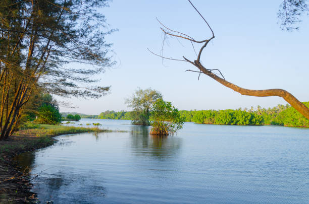 istock Backwaters at Battapady, near Mangalore 1789606725