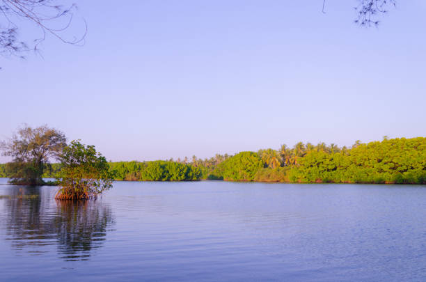 istock Backwaters at Battapady, near Mangalore 1789606757