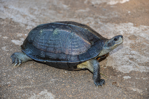 Freshwater turtles