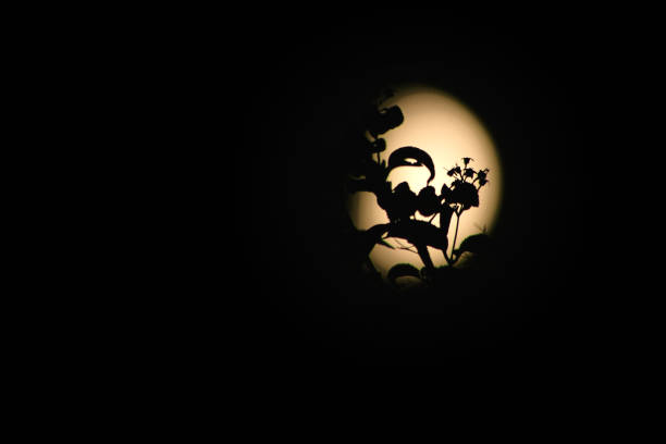 Full moon with foreground branch silhouette moon in the sky on a black background