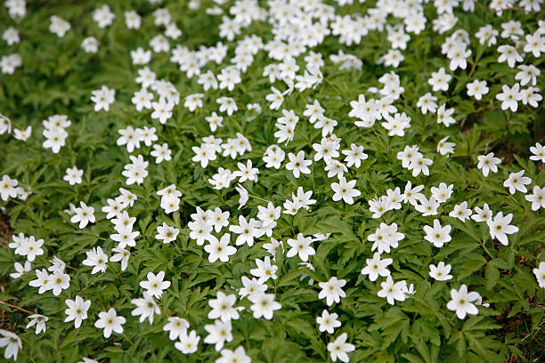 Wood Anemones at Blossom stock photo