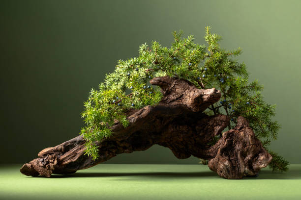 istock Abstract nature scene with a composition of juniper branches and dry snags. 1789609474