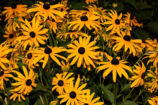 A closeup of Black-eyed Susan in a lush green with a dark background