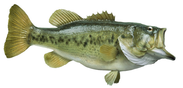 Largemouth bass isolated on whiteOthers you may also like: