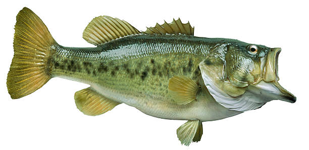 Largemouth bass isolated on white Largemouth bass isolated on whiteOthers you may also like: bass fish photos stock pictures, royalty-free photos & images