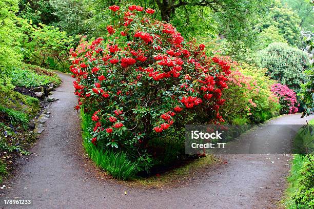 Rododendro Al Jardín Foto de stock y más banco de imágenes de Arbusto - Arbusto, Ajardinado, Belleza de la naturaleza