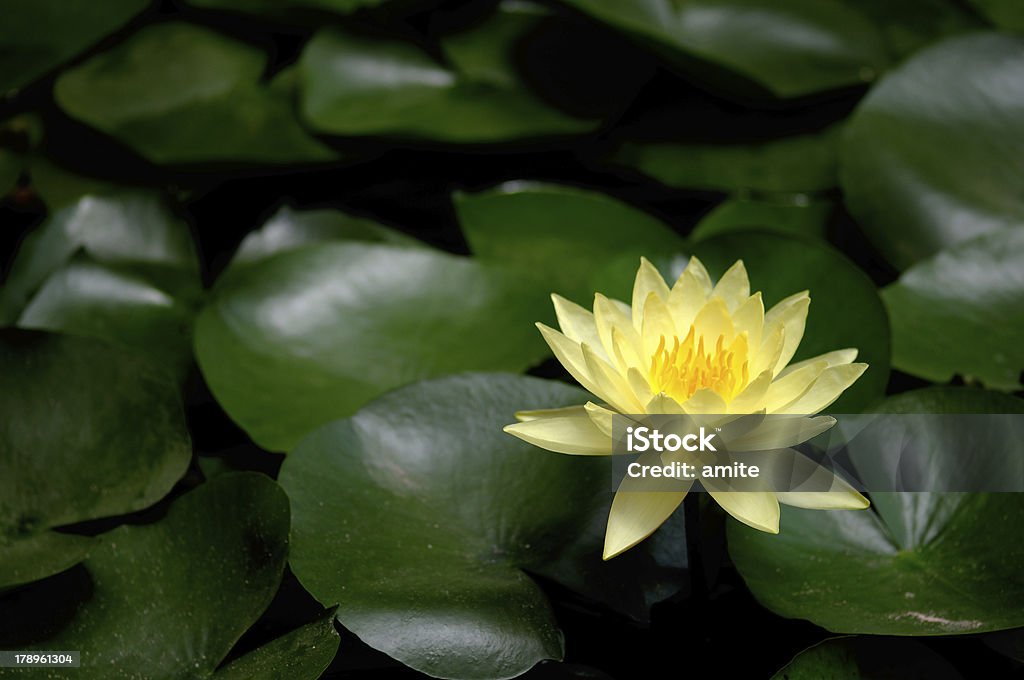 Nymphaea flor amarela (lanchonete - Foto de stock de Amarelo royalty-free