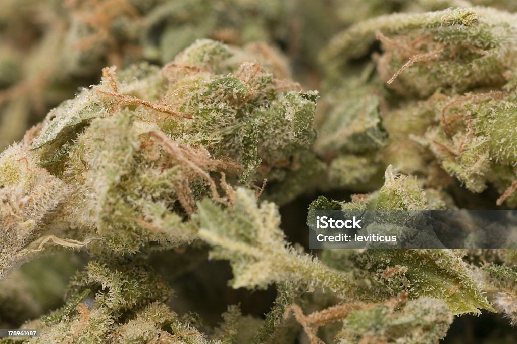 Marihuana gustos macro - Foto de stock de Brote libre de derechos