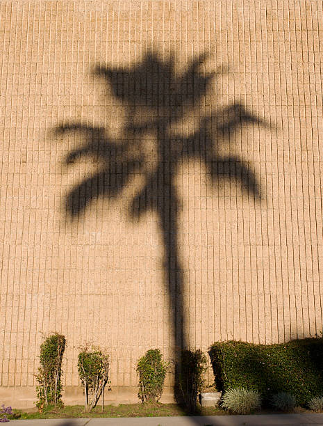 Palm Baum Schatten – Foto