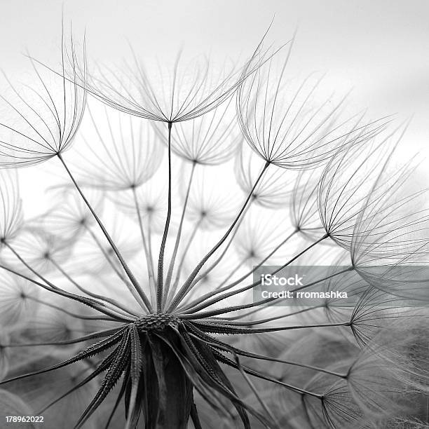 Airiness Stock Photo - Download Image Now - Dandelion, Flower, Black And White