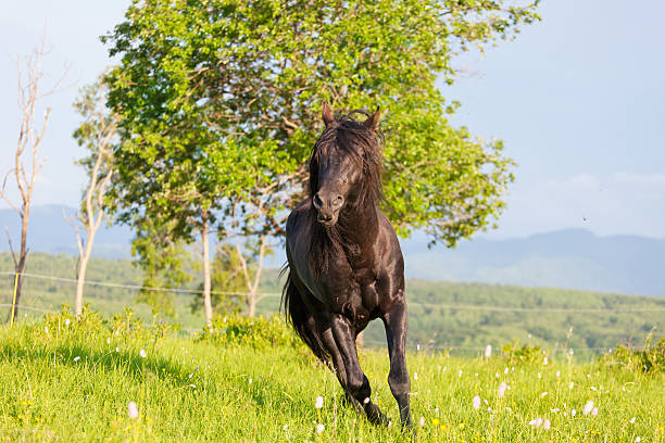 istock bay horse skips on a meadow against mountains 178962382