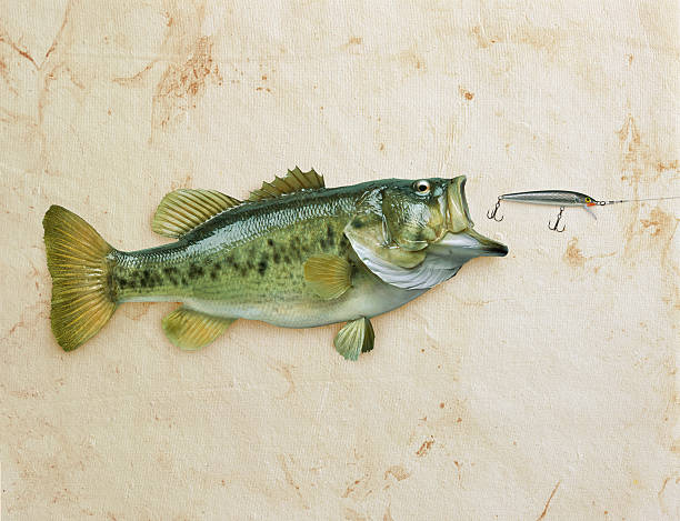 istock Largemouth bass on grunge background 178962412