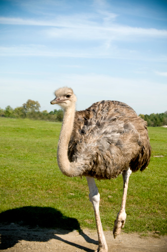 Wild ostrich running towards safari vehicle.