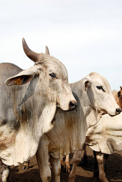 istock Closeup of zebu cattle 178962630
