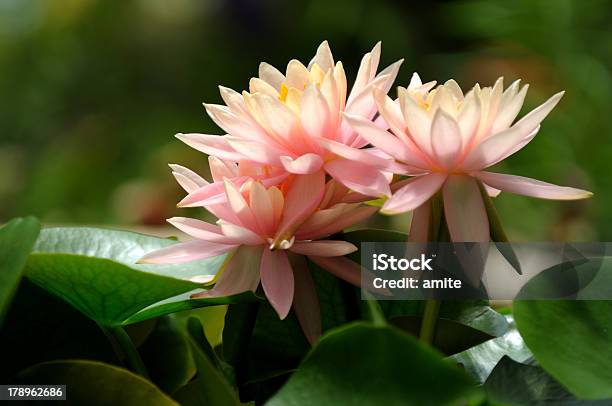 Rosa Waterlilies Foto de stock y más banco de imágenes de Agua - Agua, Aire libre, Belleza de la naturaleza