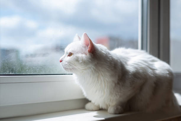 istock The fluffy cat sitting on the windowsill and looks away. 1789627463