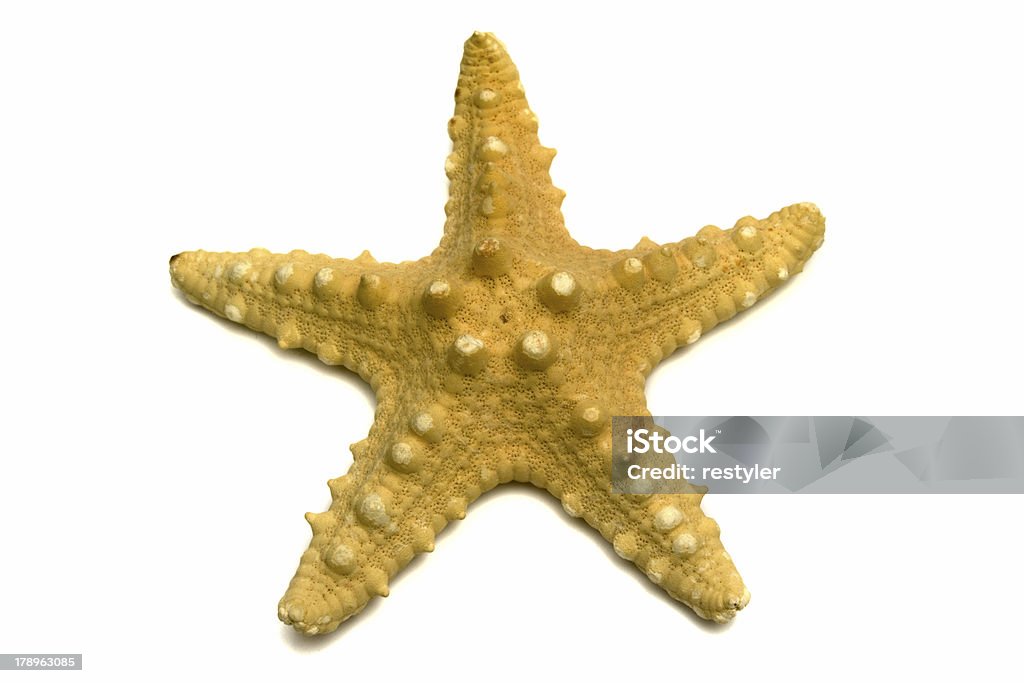 souvenir una Stella di mare - Foto stock royalty-free di A forma di stella