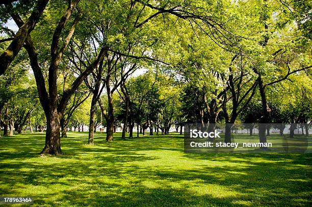 Foto de Parque Sombreado e mais fotos de stock de Abrindo - Abrindo, Clareira, Conceito