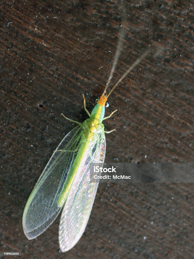 Vert lacewings - Photo de Agrion libre de droits