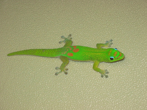Close up of a Gecko in Hawaii.