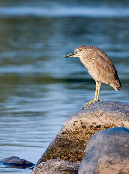 Green heron on sunset stock photo