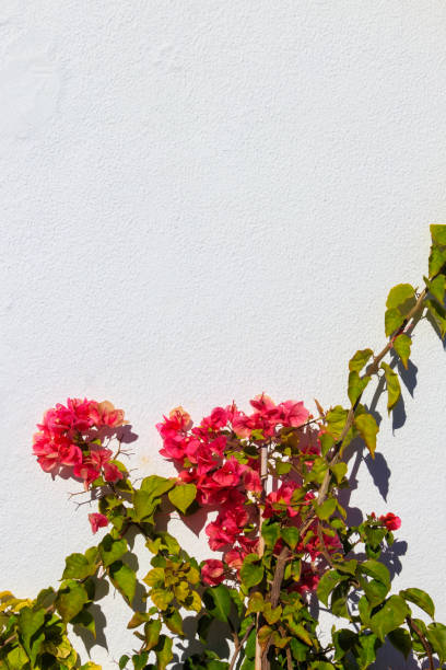 istock White wall decorated with pink bougainvillea flowers 1789638097