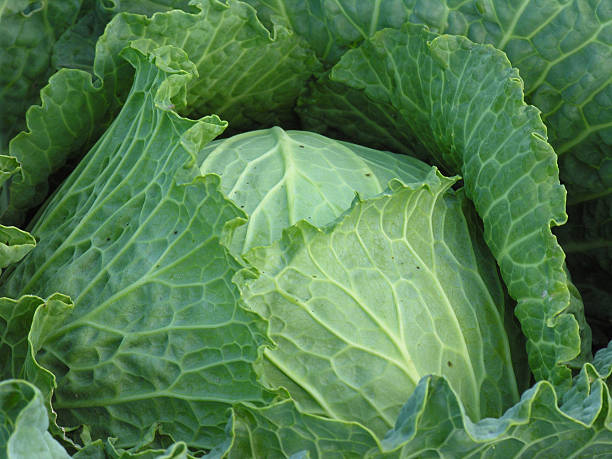 Cabbage stock photo