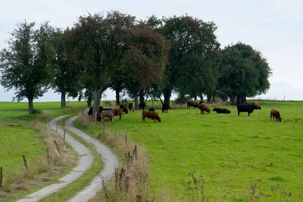 idyllic scenery showing some dark cows near a grove and field path in Southern Germany