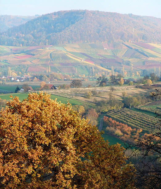 misty autumn scenery in sunny ambiance