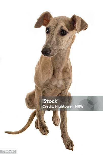 Hund Foto de stock y más banco de imágenes de Agilidad - Agilidad, Amistad, Animal