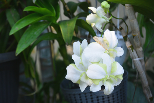 Beautiful white orchid with blooming petals