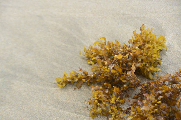 istock Beautiful seaweed on beach sand with empty space for text 1789648884