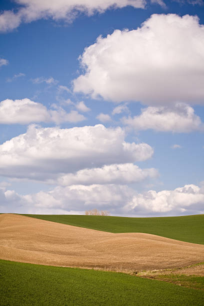 Palouse in the Spring#3 stock photo