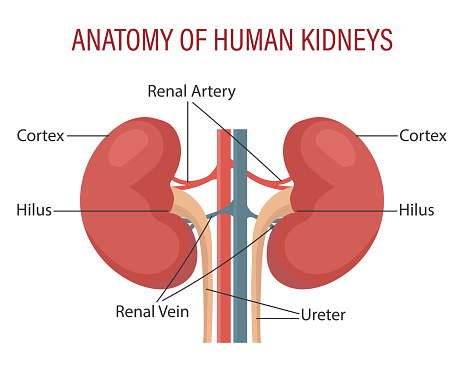 Anatomy Of The Human Kidney Urinary System Medical Infographic Banner ...