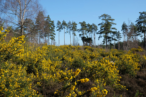 Ulex europaeus or Common Gorse growing on heathland in southern England.