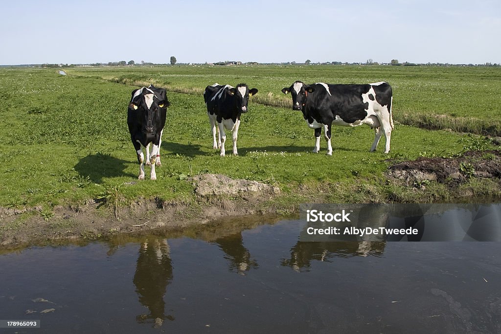 Drei Kühe in einem niederländischen polder - Lizenzfrei Kuh Stock-Foto