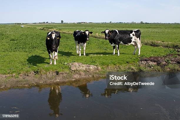 Drei Kühe In Einem Niederländischen Polder Stockfoto und mehr Bilder von Kuh - Kuh, Wiese, Drei Tiere