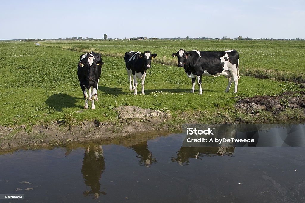 Tre le mucche in olandese polder - Foto stock royalty-free di Prateria - Campo