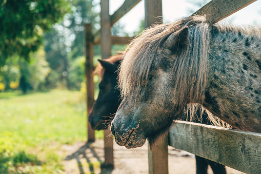 Pair of shetland pony horses sticking head through paddock, selective focus