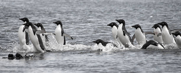 Adelie pinguins - foto de acervo