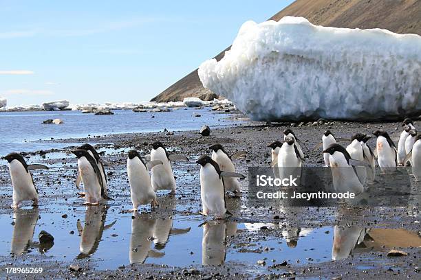 Esfeniscídeos Deadélia - Fotografias de stock e mais imagens de Andar - Andar, Animal, Antártida